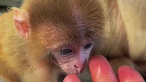 This monkey loves to bite his fingers