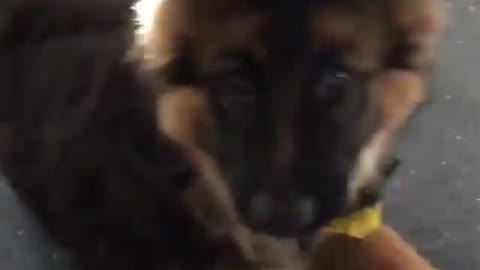 Chubby German shepherd Puppy Argues With Owner Emitting Strange Barks