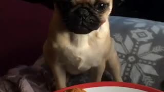 Funny pug puppy sneezes on owners food
