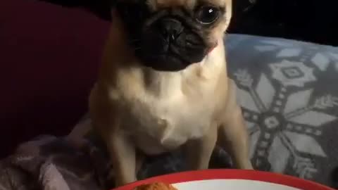 Funny pug puppy sneezes on owners food