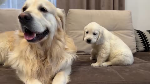 Golden Retriever Reacts to Golden Retriever Puppy