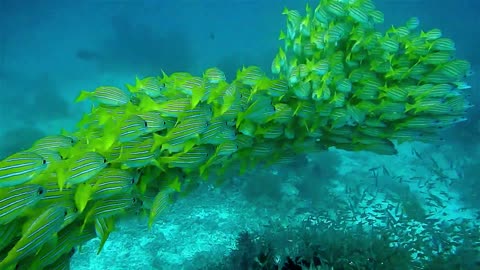 Amazing fish form giant ball to predators blue planets