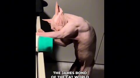 Sphynx Cat | James Bond Of Cat World