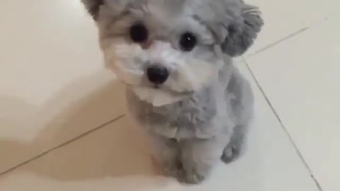 Cute Pup Videos For a Chance To Be Featured