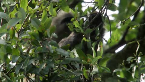 The Mysterious Kipunji Monkey | The Great Rift: Africa's Wild Heart | BBC Earth