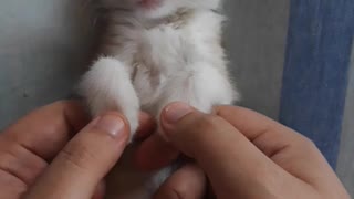 Kitten Gets Relaxing Massage Before Bed