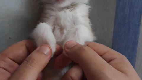 Kitten Gets Relaxing Massage Before Bed