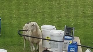 Cute curious sheep checking things out