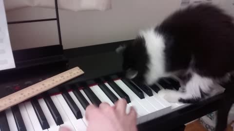 Clumsy Kitten Tries To Play The Piano With Her Owner
