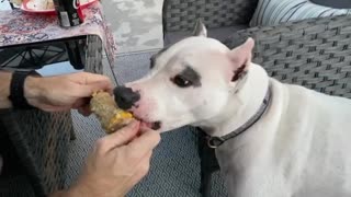 Roscoe Eats Corn