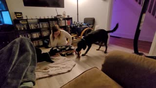 Puppy vs Adult dog Tug of War (Puppy Wins!)