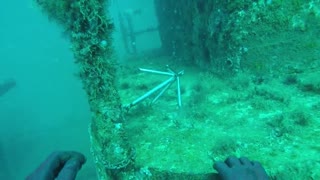 110 Shark Dive on the Spar Wreck