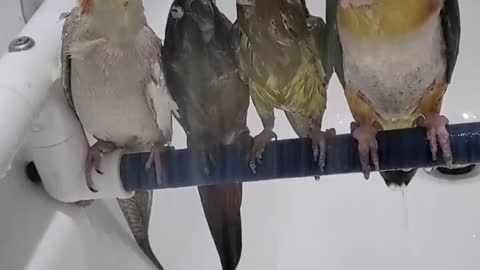 Shower Bird Sundays