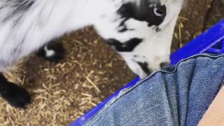Baby Goat Has an Itchy Nose