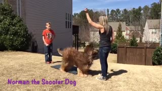 Scooter Dog - Norman's Coolest Tricks!!
