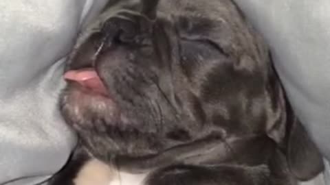 Snoring French Bulldog puppy can't control his tongue
