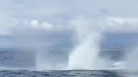Awesome footage of this whale breaching!