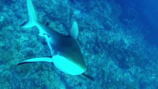 Buzo aleja a curioso tiburón con una GoPro