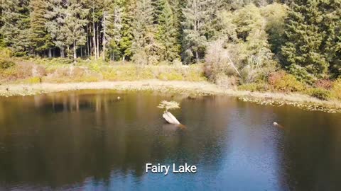 Magical Tree in Fairy Lake