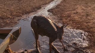 Cooling off a Kangaroo During Summer Heatwave