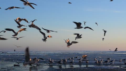 Birds landing on the beach