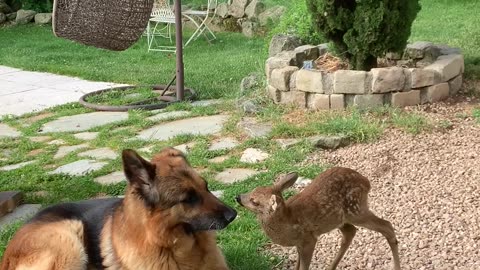 Two Gentle Dogs Watch Over a Rescued Fawn