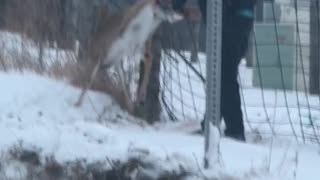 Dangling Deer Released From Fence