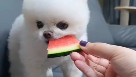 Cute dog eatting watermelon.very cute little dog.