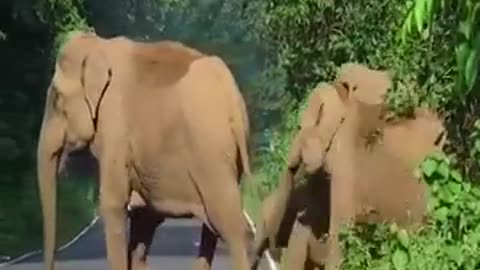 Elephant attack humans watch it [SiGator]