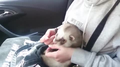 Dancing Ferret