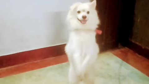 Funny dog dance