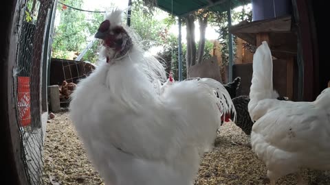 Backyard Chickens Relaxing Chicken Coop Video Sounds Noises Hens Clucking Roosters Crowing!