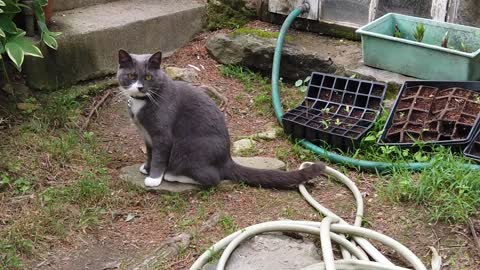 Grey Cat Stairs funny cat