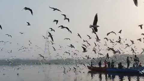 Flocks of birds hovering over the lake