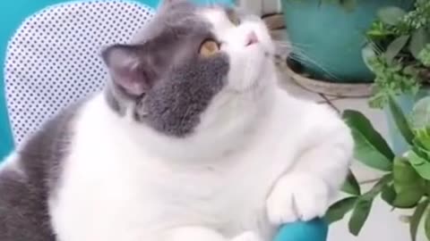 Funniest And Cutest Fat Cat Compilation
