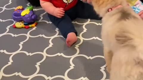 Baby Throws Ball At Dog