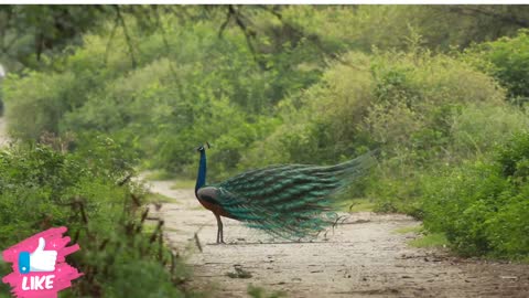 beautiful peacock dance