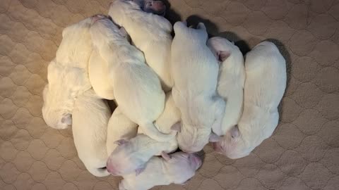 OC Goldens - Bellas Puppies 1 Week Old