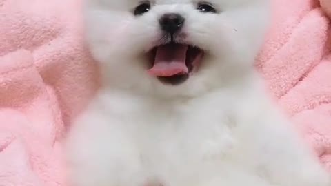 Puppy chilling... You need to check this out..