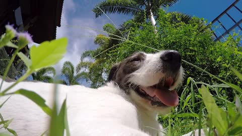 Lovely Dog Enjoying Sunshine in Green Grass. Closeup