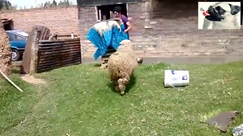 Funny Sheep People Compilation - Funniest Animals Videos 2021