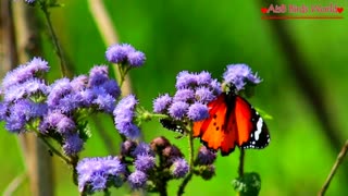 Close look of Beautiful butterfly on amazing flowers which are look beautiful