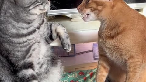 meow animals #meow #animals #cats #dogs #funnyvideo #fightcoronavirus #viral #reel #viralreelsfbpage #foryoupageシvir #trendingreelsvideo #foryou