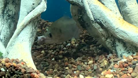 BLACK PIRANHA Live Mouse Feeding! Piranha vs Mouse