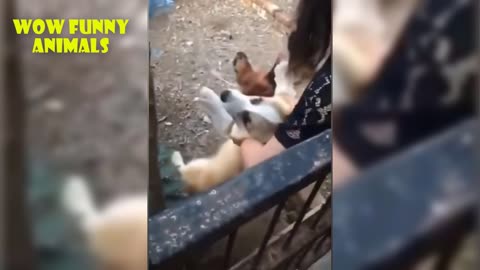Dog Affraid From Chicken