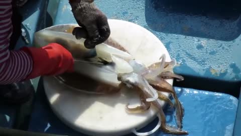 Fresh giant squid - how to cut the squid