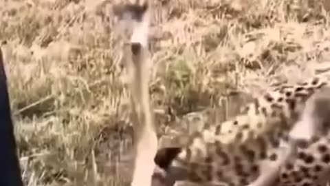 How a leopard 🐆 attacked a goat and made it's dose