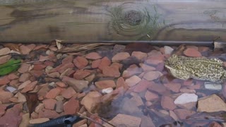 Wild Frog Saved from Swimming pool!