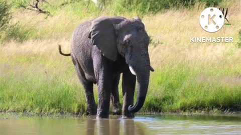How beautiful does the elephant find bathing in the river