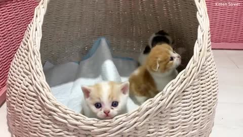 Kitten Willie beats his sister Coco and tries to get out of the basket meowing loudly